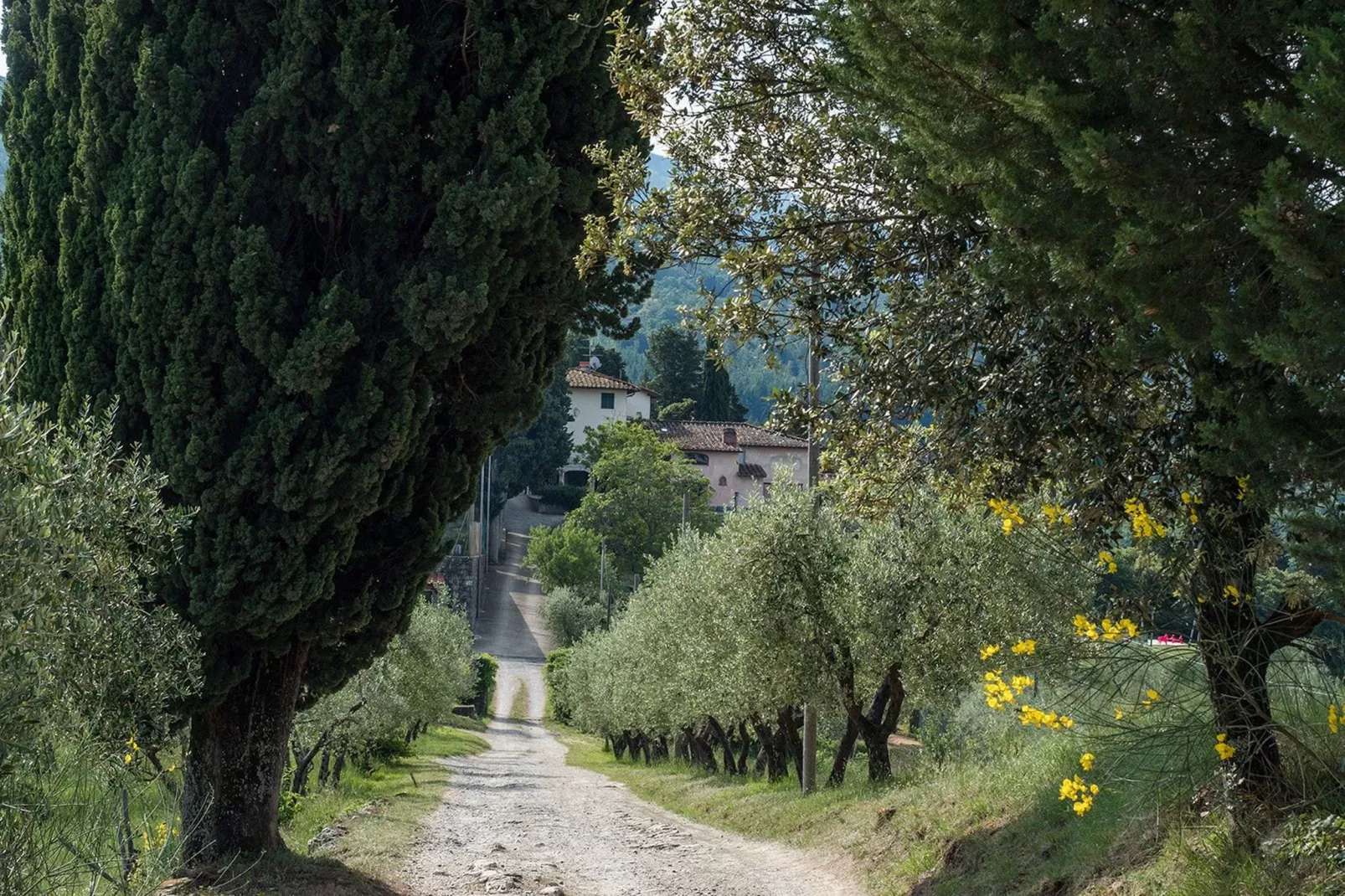 Cipresso-Areas within 5km in summer