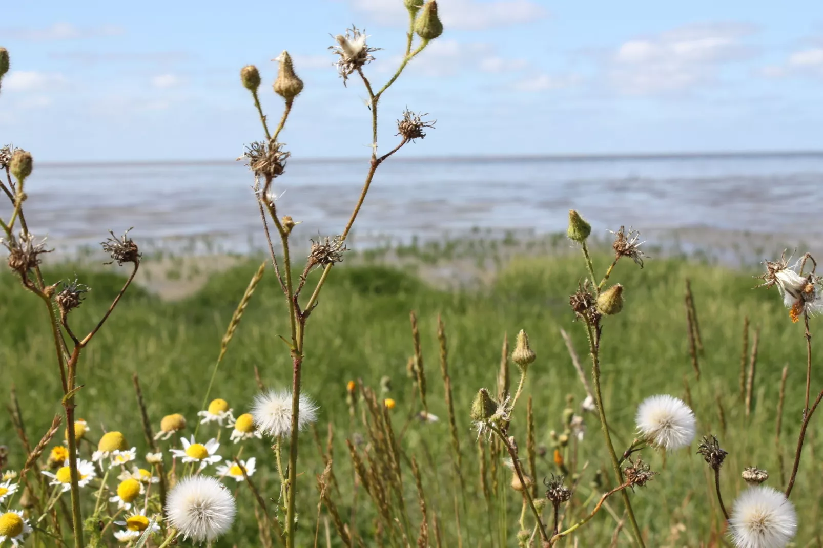 Zeedijk I-Areas summer 5km