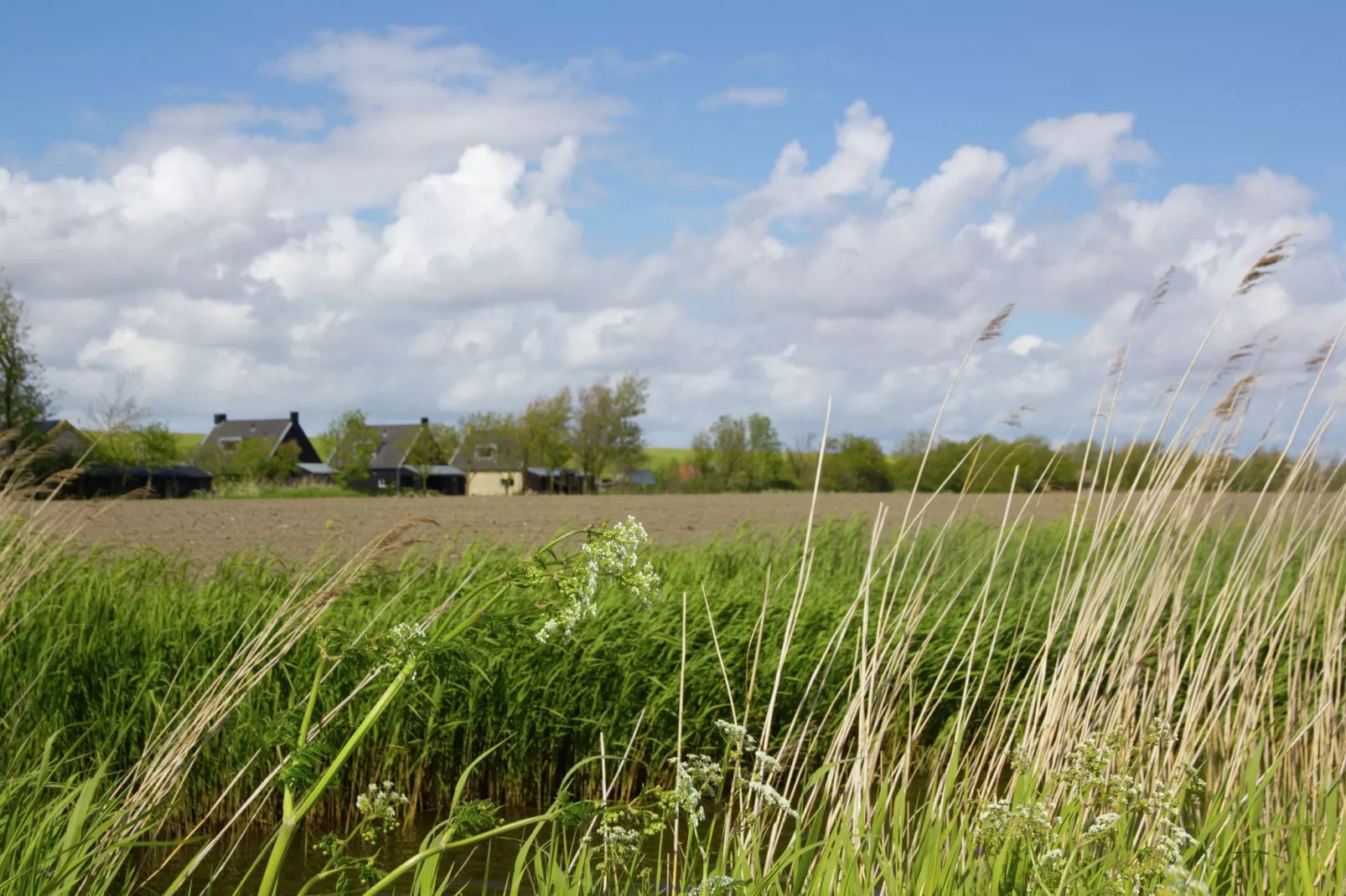 Zeedijk I-View summer
