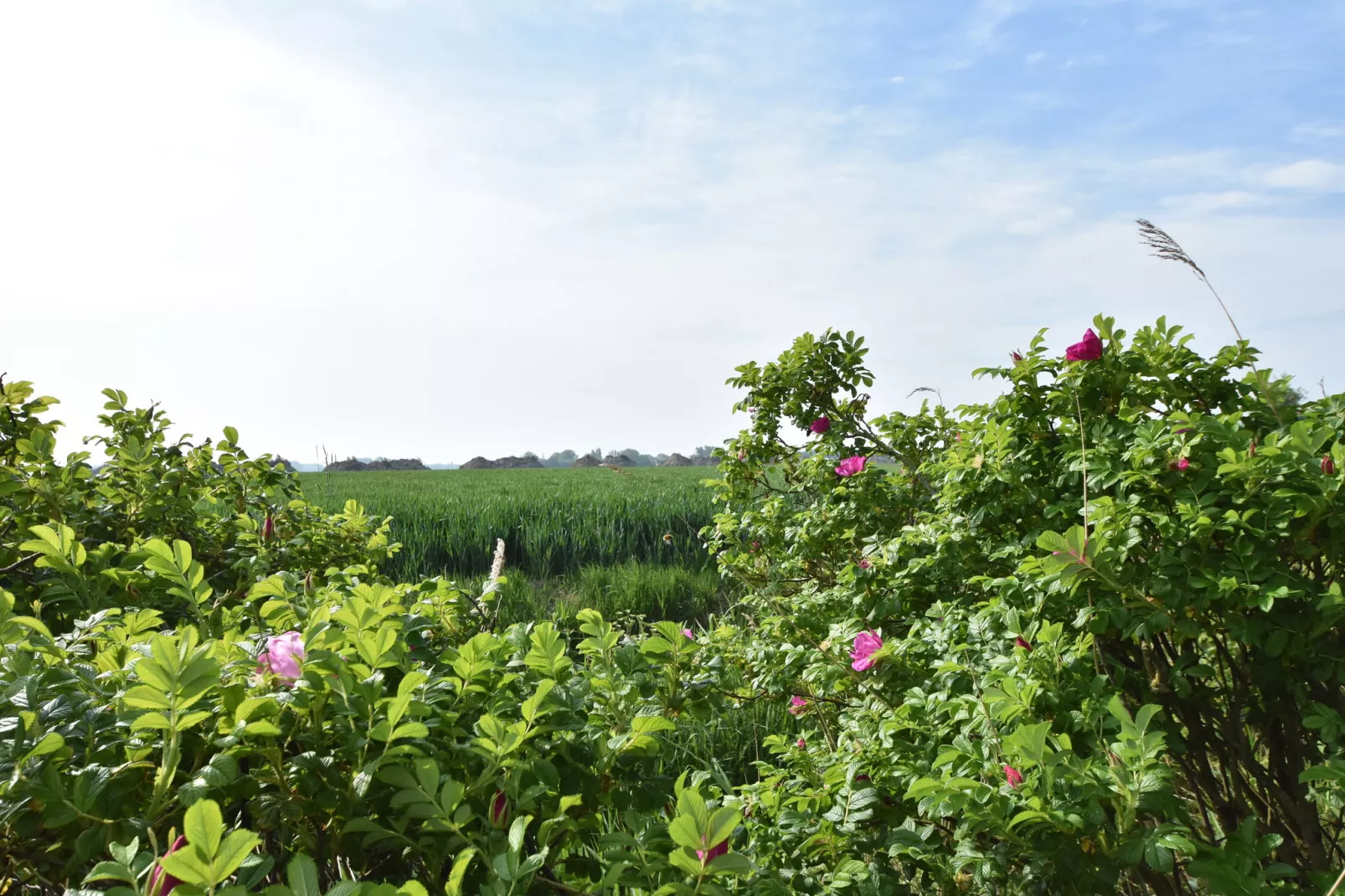 Zeedijk II-View summer