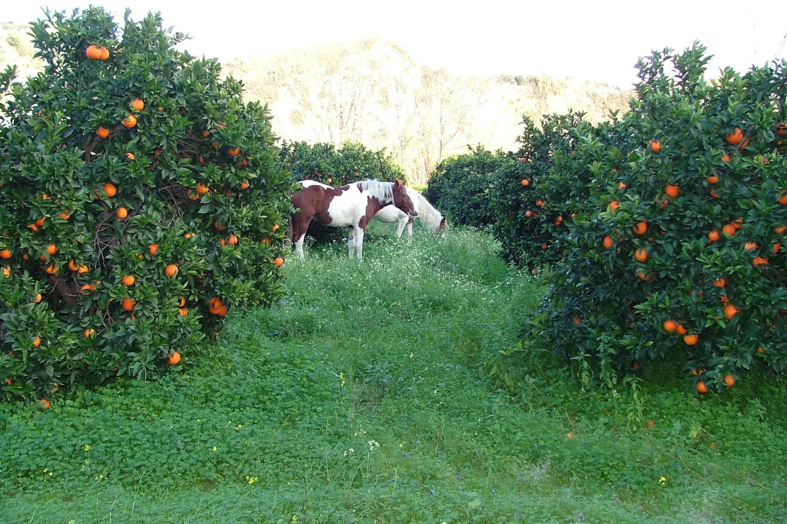 Casa Donna Vittoria-Areas summer 1km