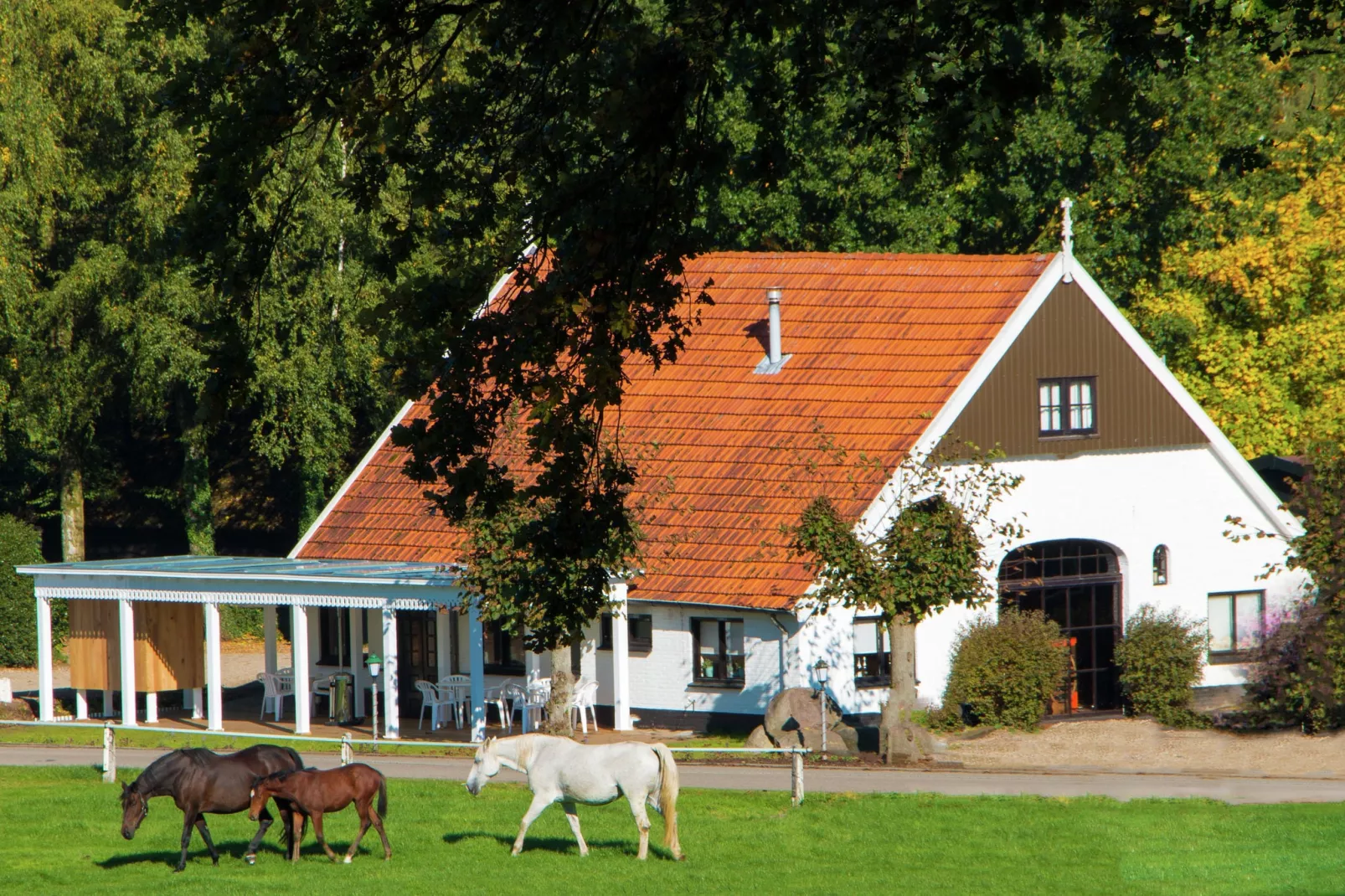 Chaletpark Kuiperberg 4-Exterior summer