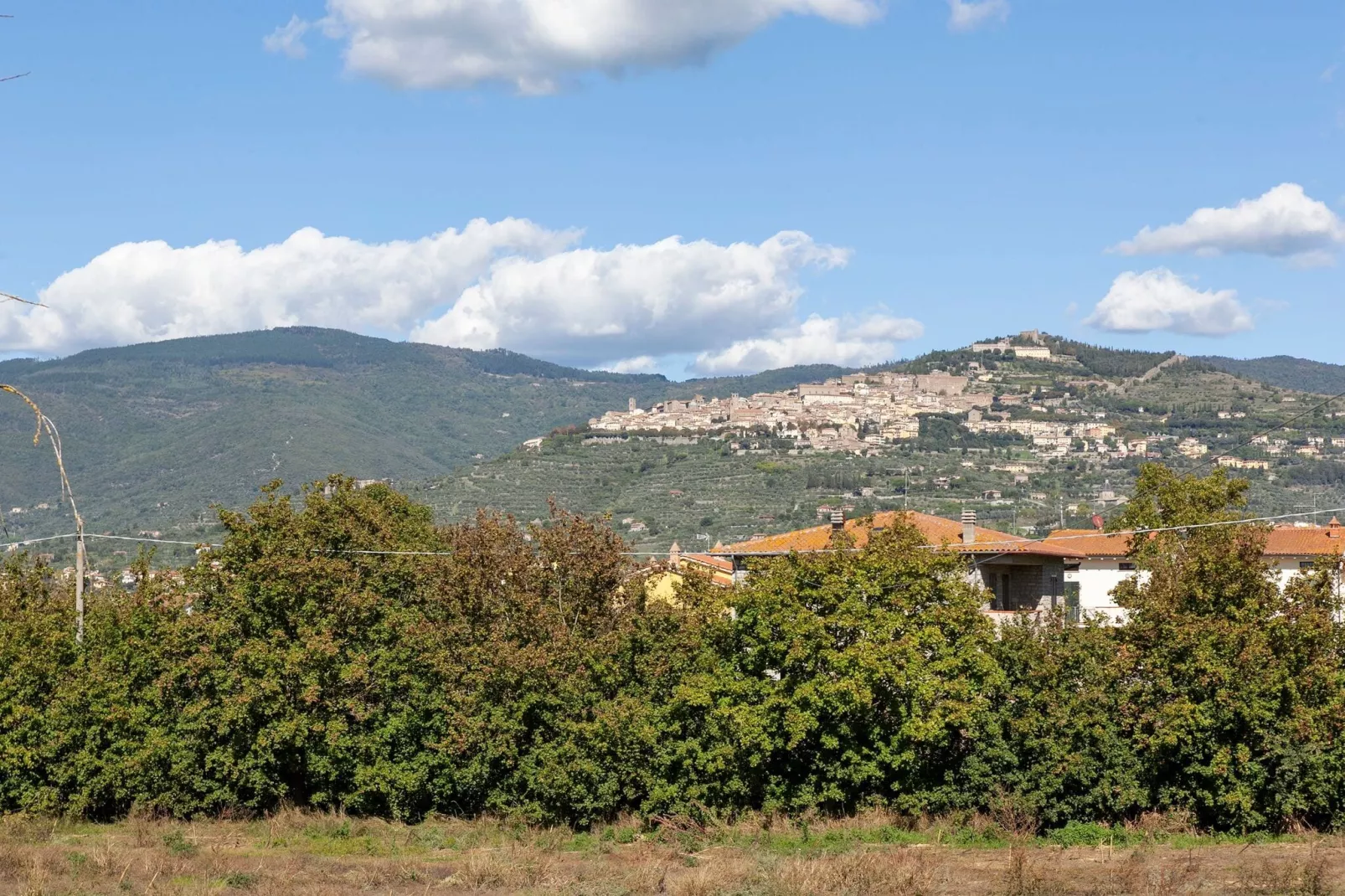 Quercia-Areas summer 1km