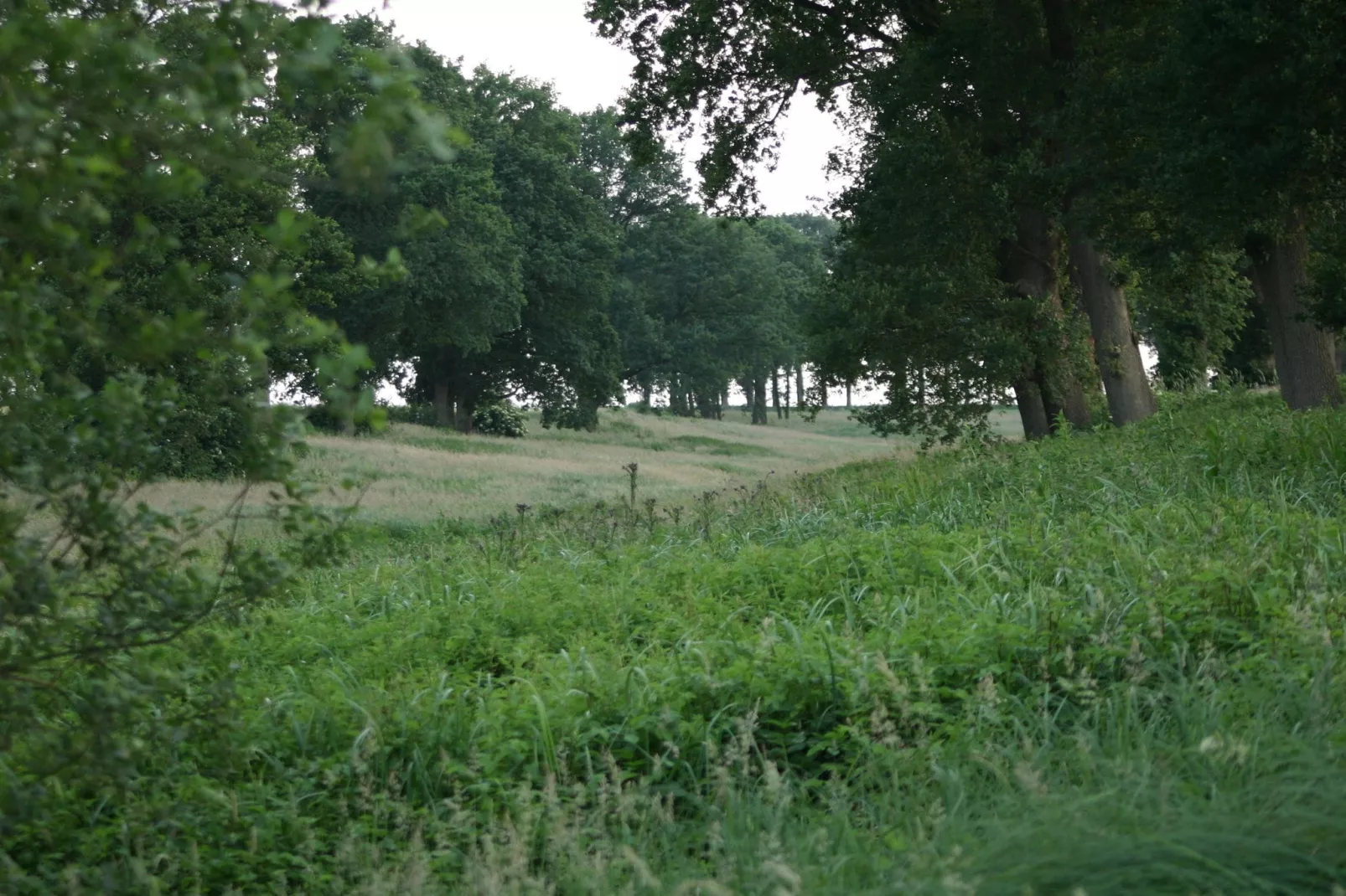 Chaletpark Kuiperberg 4-Areas summer 5km