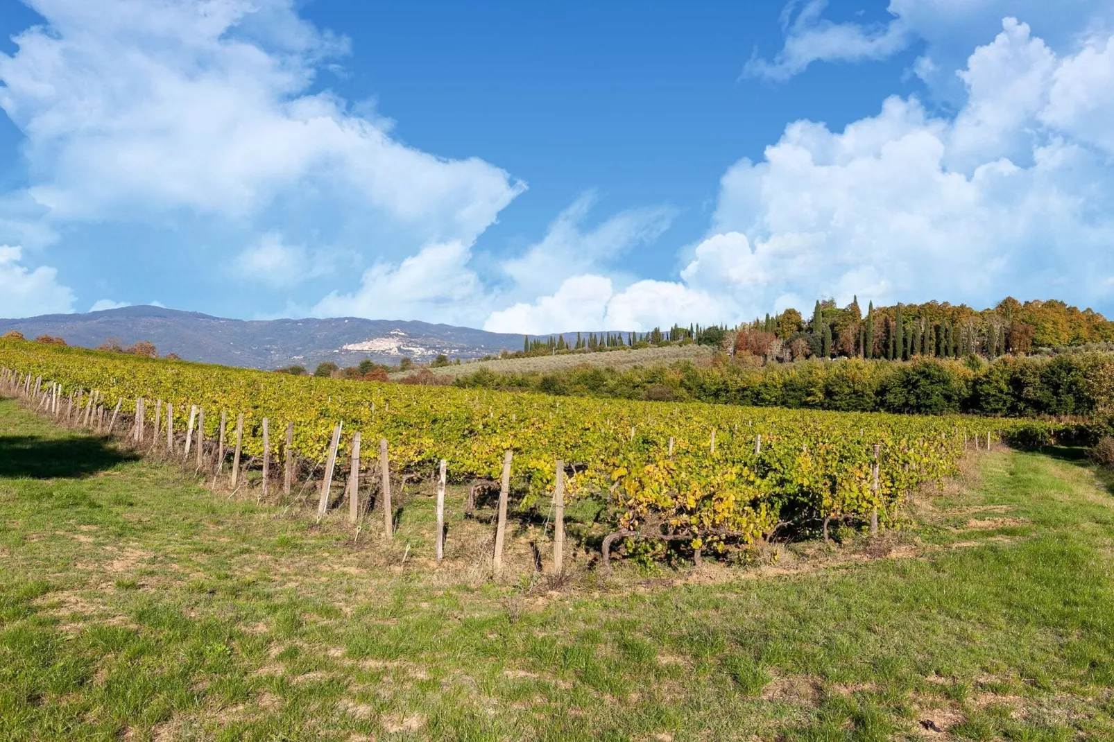 Quercia-Areas summer 1km