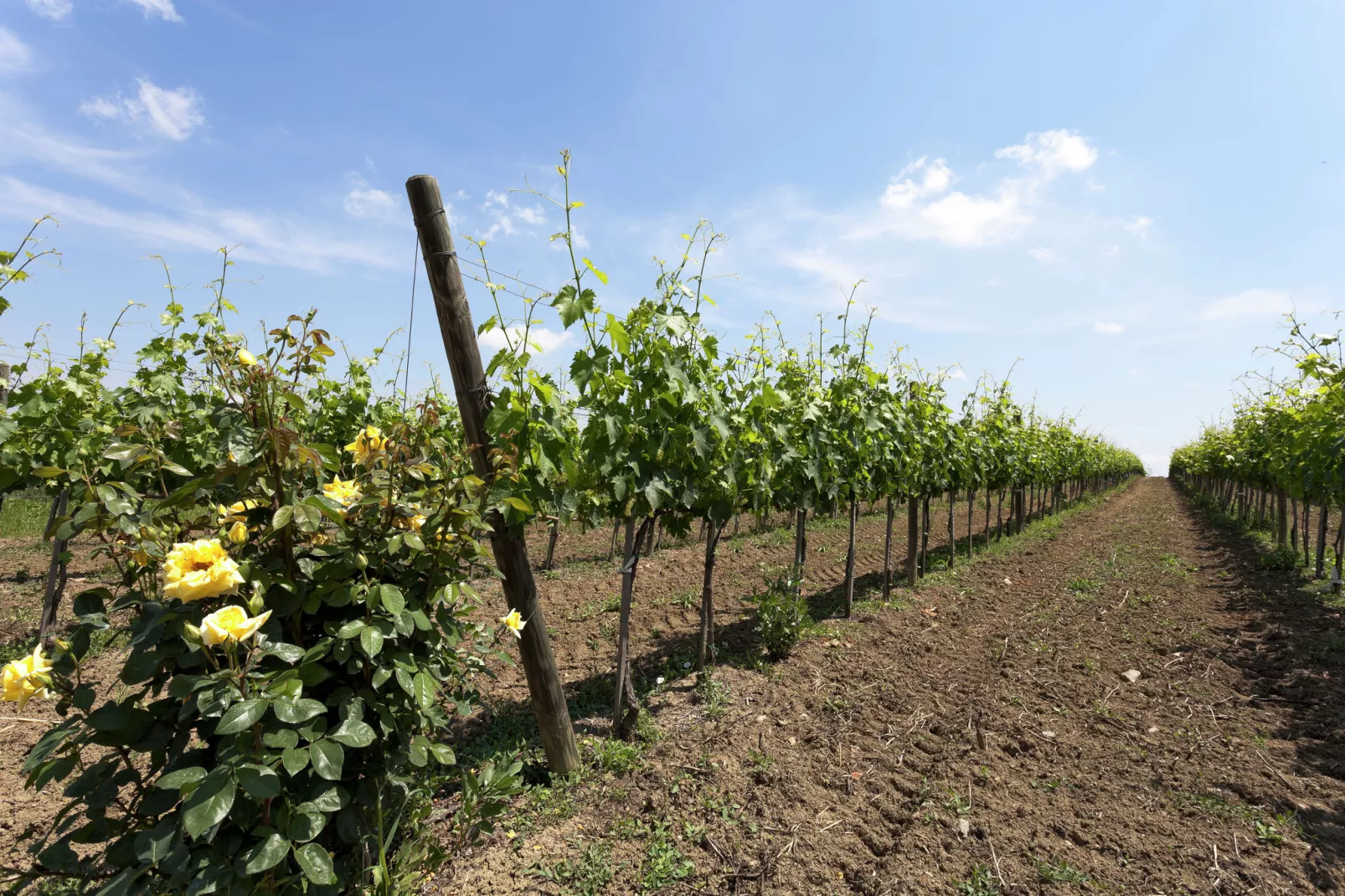 Castagno del Riccio-Gebiete Sommer 5 km