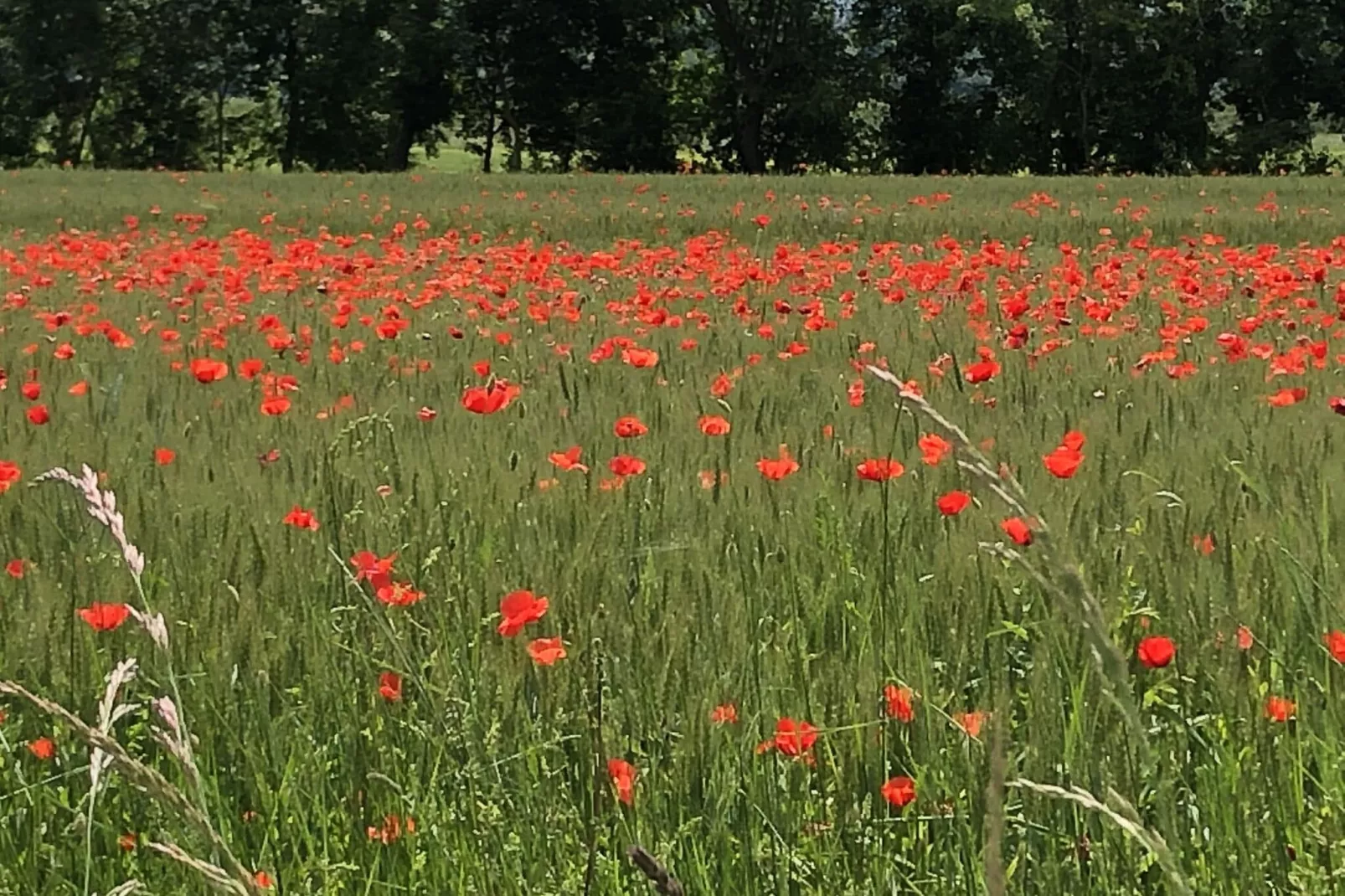 Castagno della Civetta-Ambiente