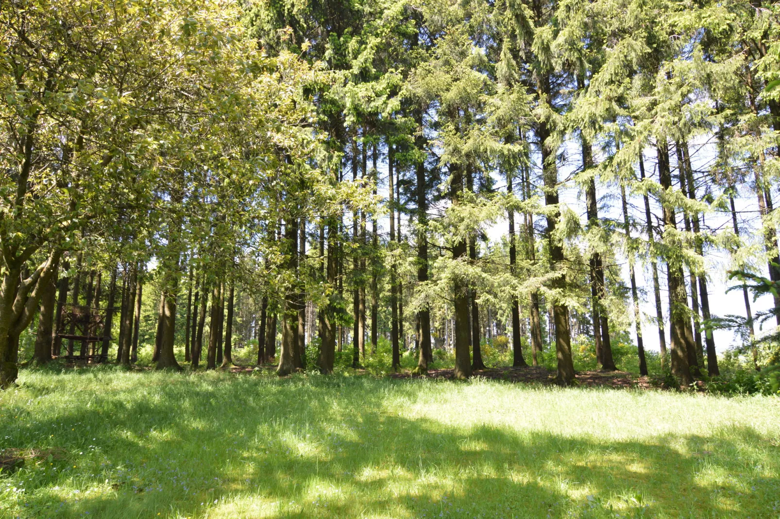 Le Chevreuil-Areas summer 1km