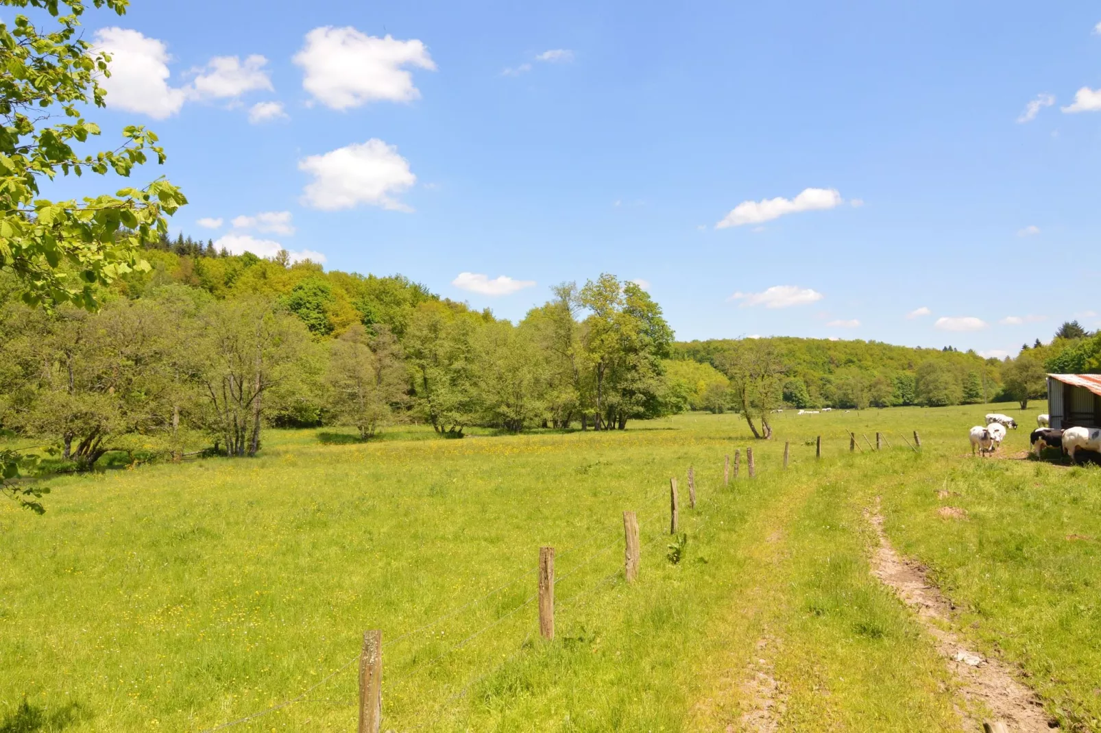 Le Chevreuil-Areas summer 5km