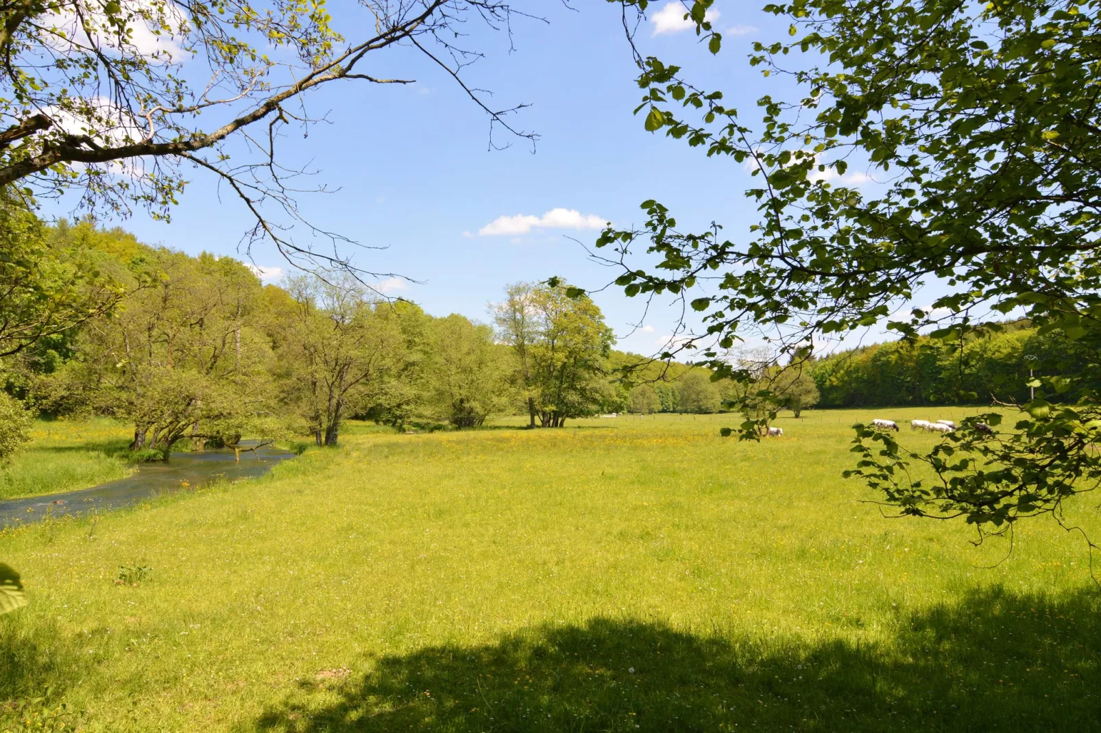 Le Chevreuil-Areas summer 5km
