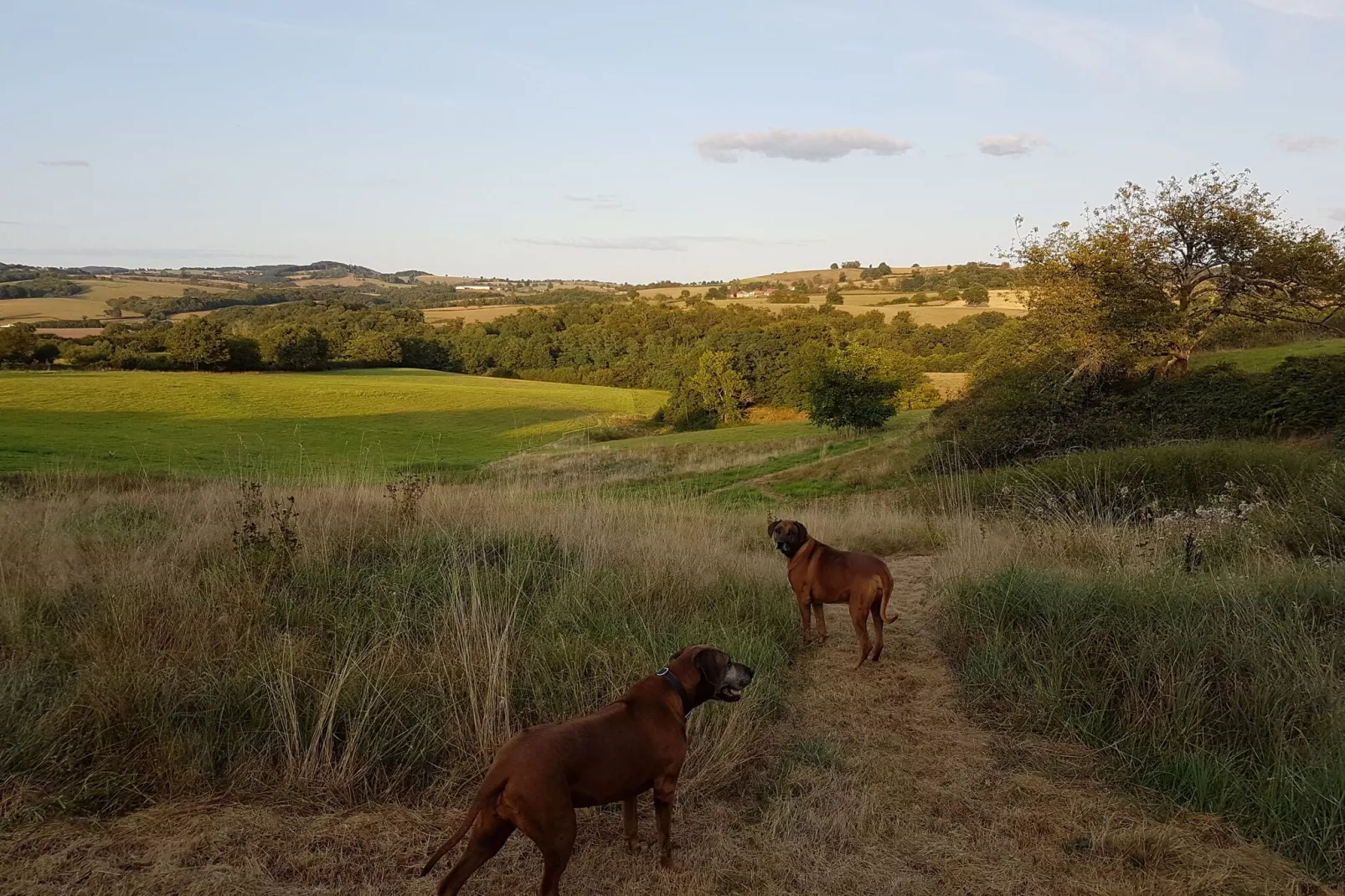 Gite Bourgogne rust & natuur-Areas summer 1km