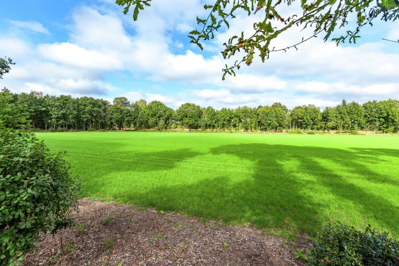 Langgoor-View summer