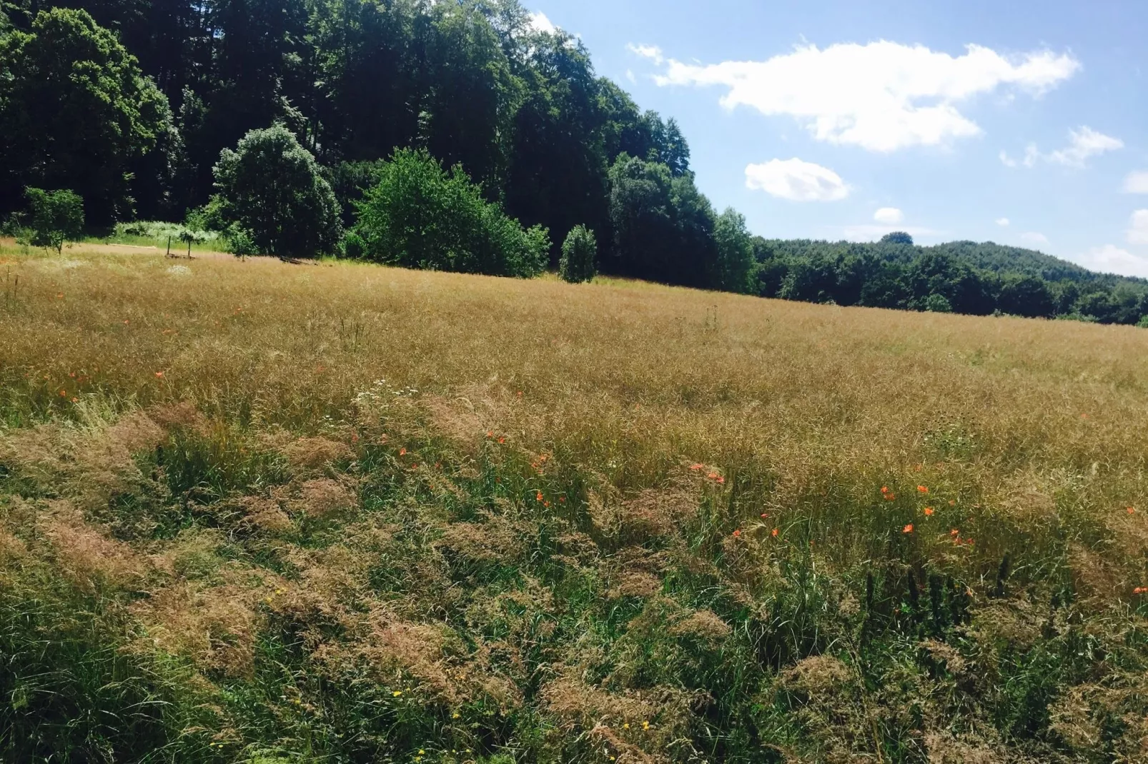 Reeenheuvel-Areas summer 5km