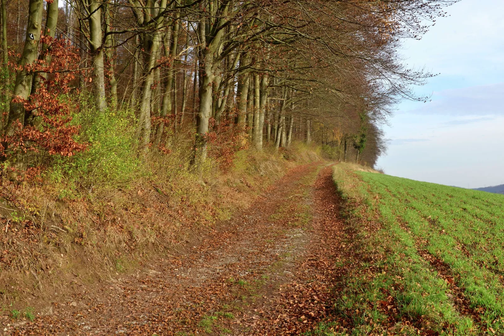 Weserbergland-Gebiete Sommer 5 km