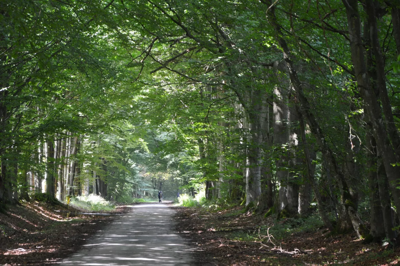 Nuts Castle-Areas summer 1km