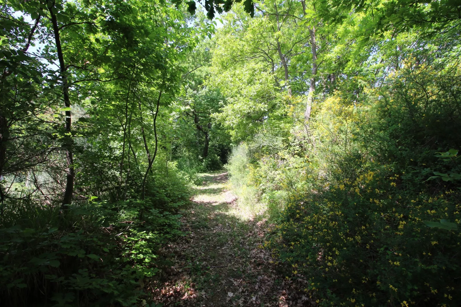 Il Papavero-Gardens summer
