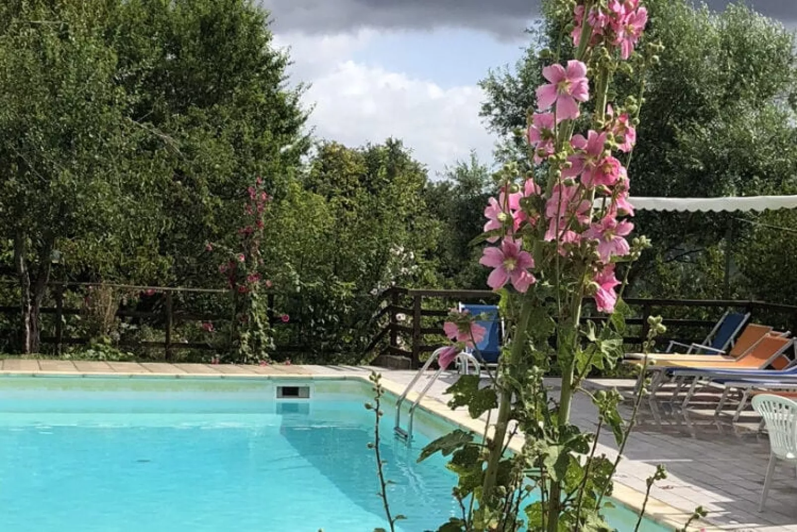 Seriola-Gardens summer