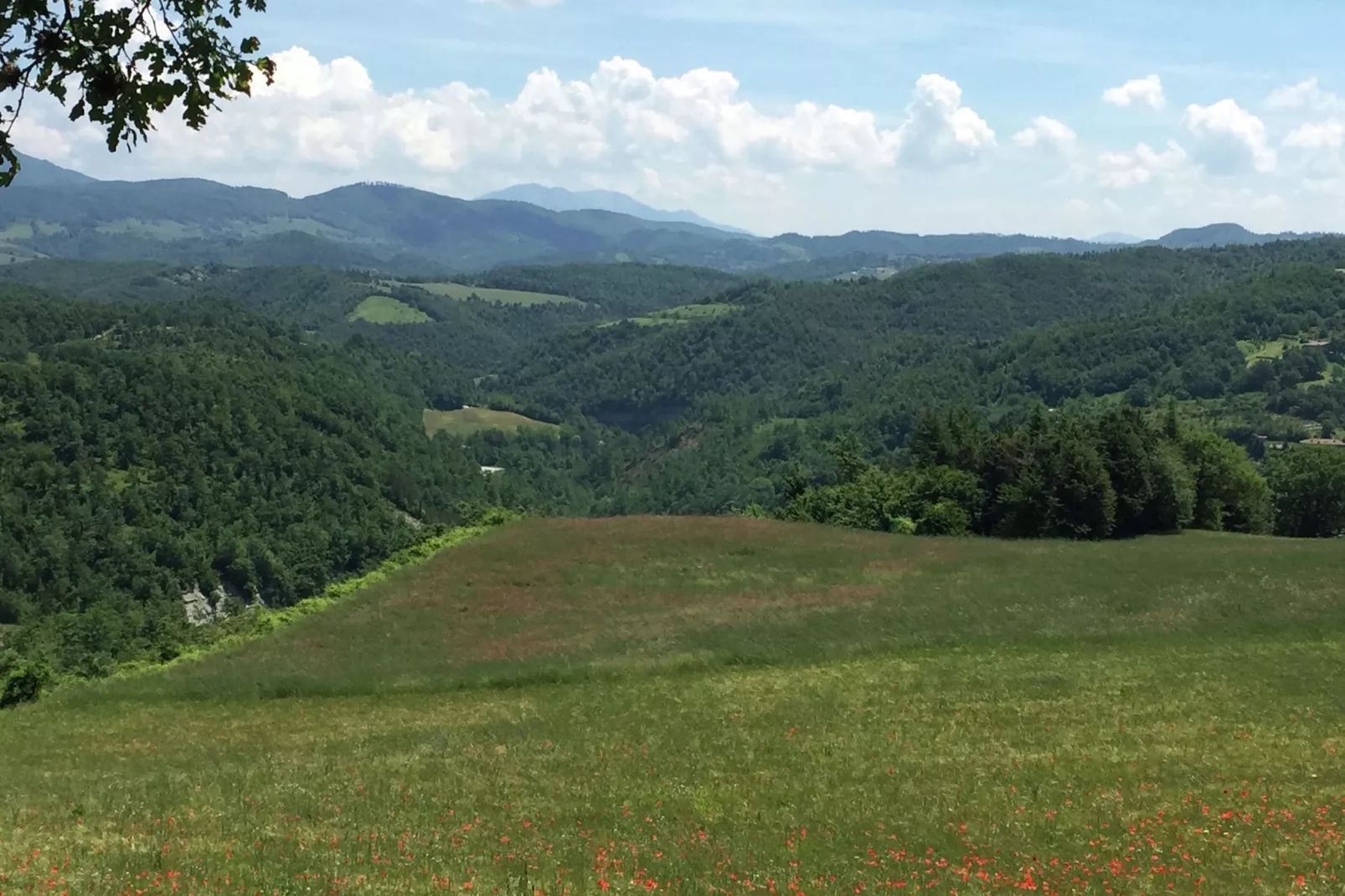 Seriola-View summer