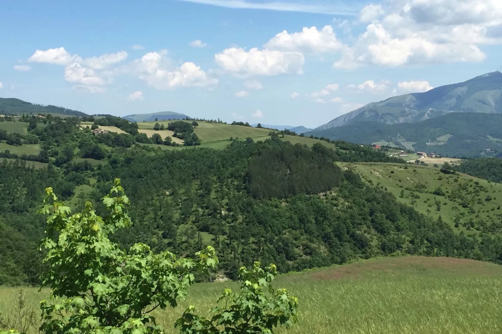 Seriola-View summer