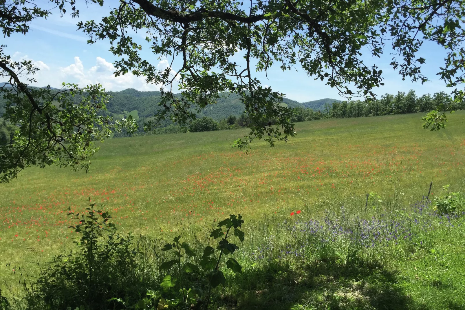 Seriola-View summer