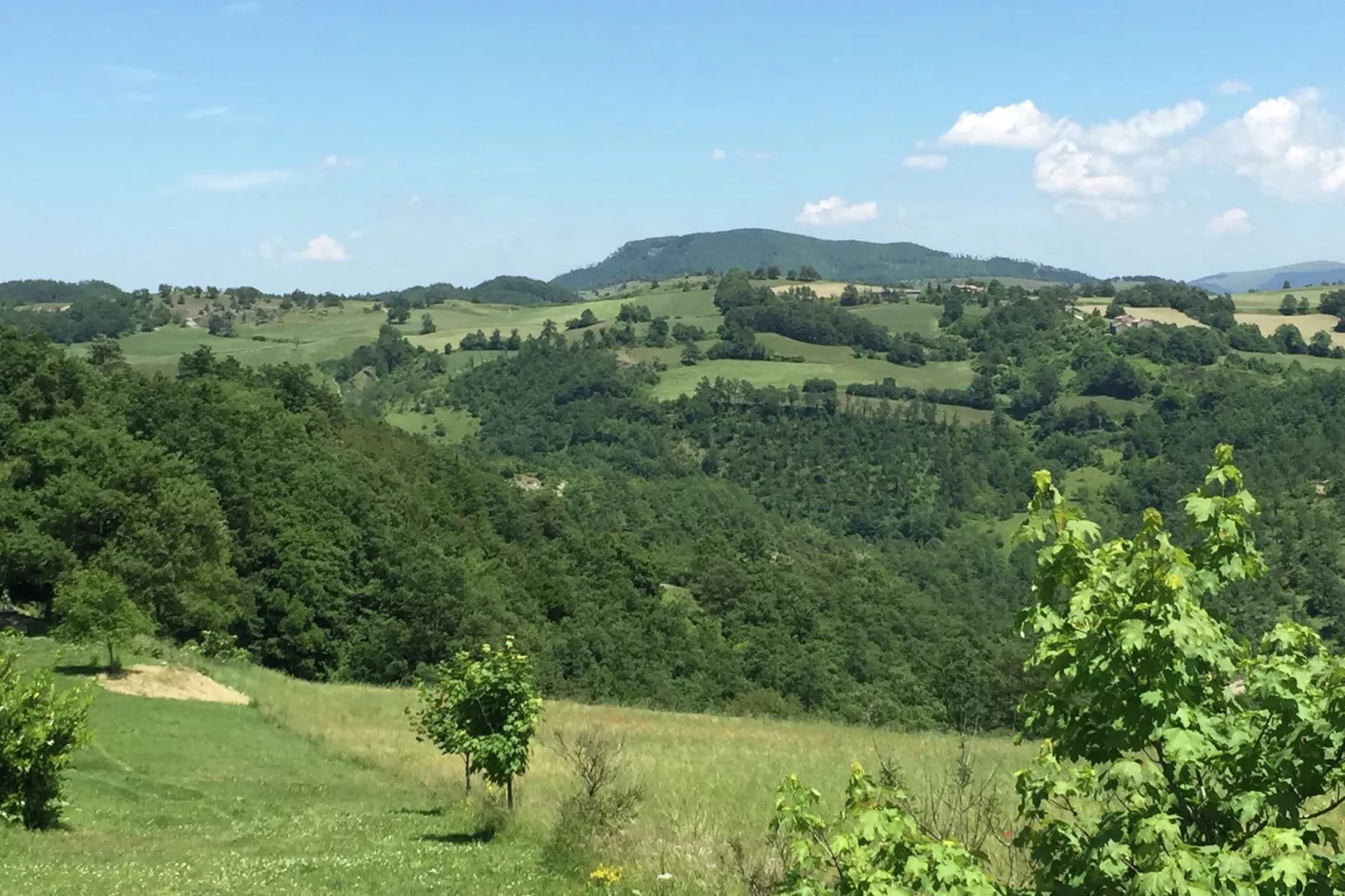 Seriola-View summer