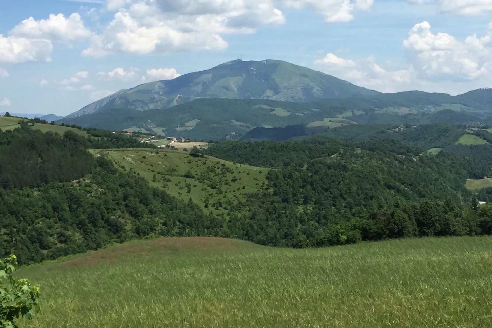 Seriola-View summer