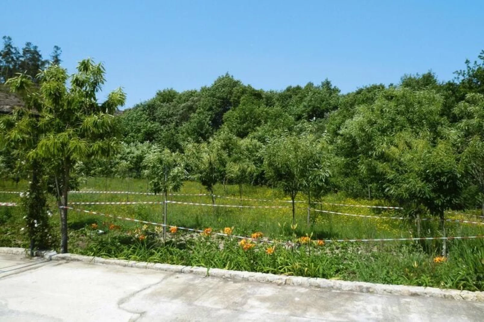 Holiday home Vale de Cambra-Gardens summer