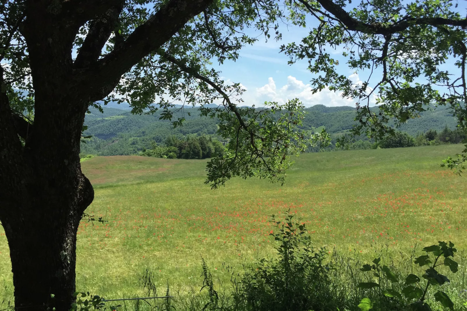Tartufo-View in summer