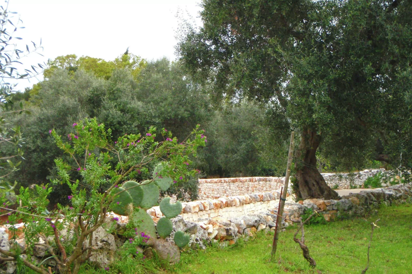 Il Tesoro-Gardens summer