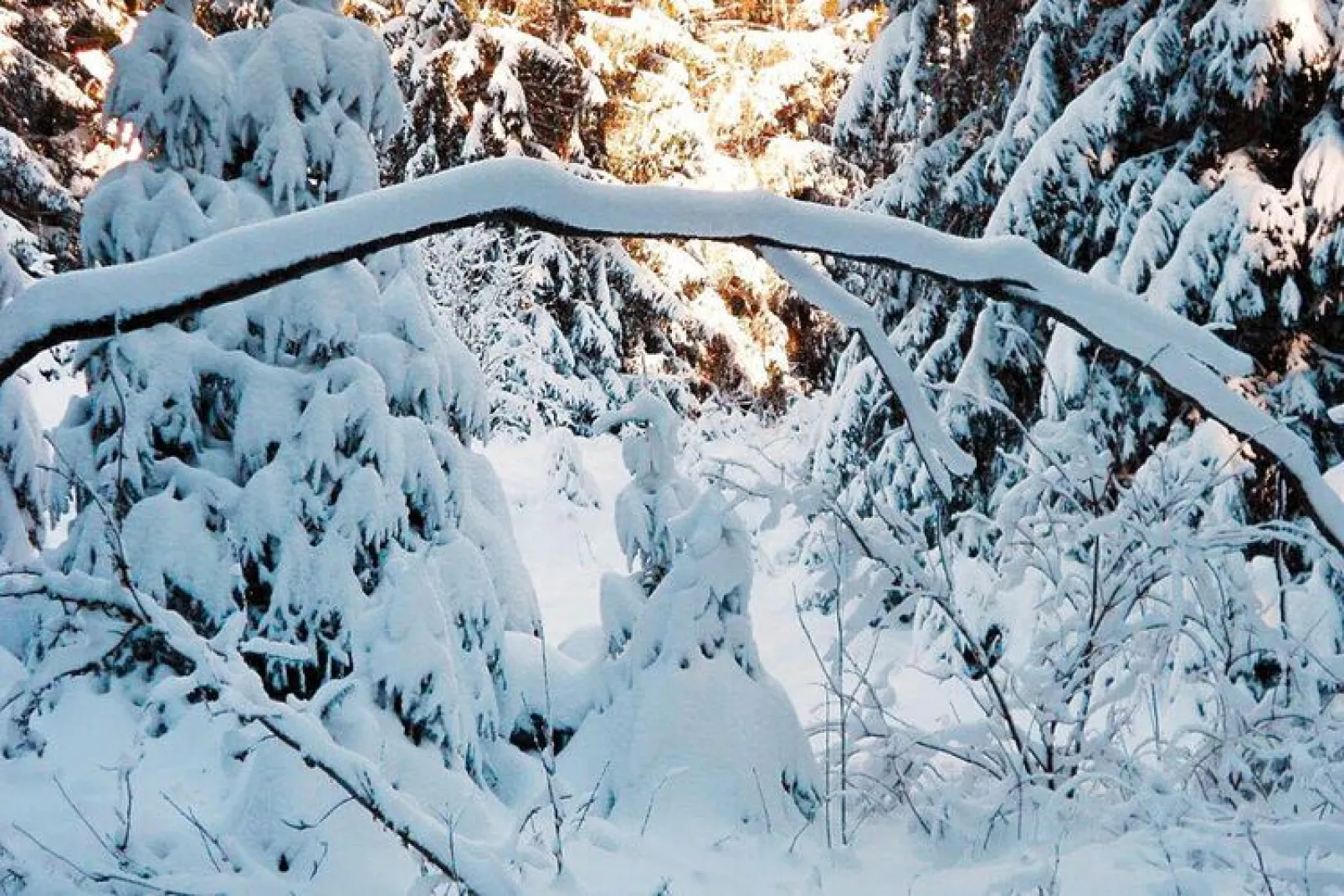 FEWO Bruns-Area winter 20km