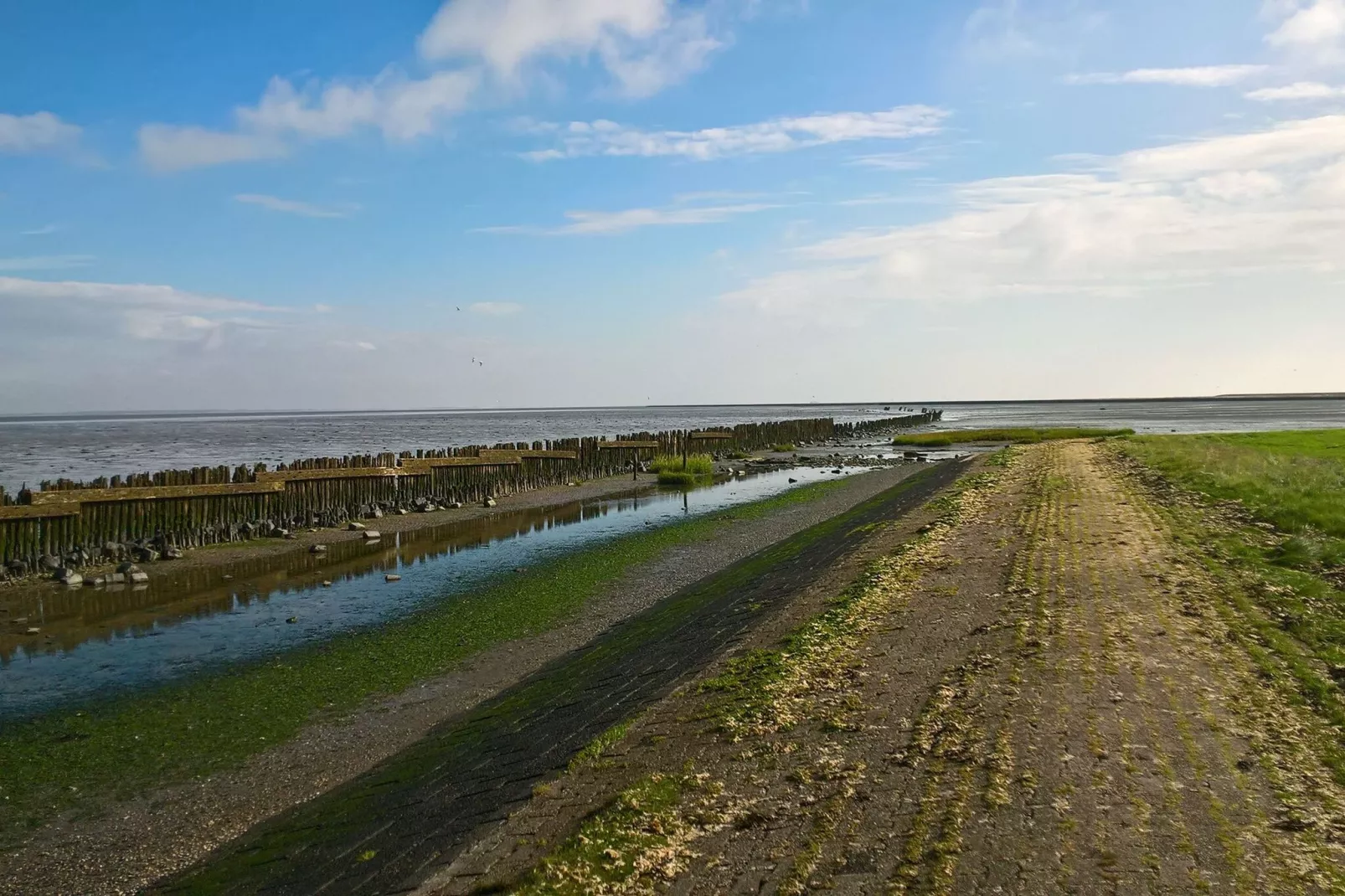 Wol Thus-Areas summer 1km