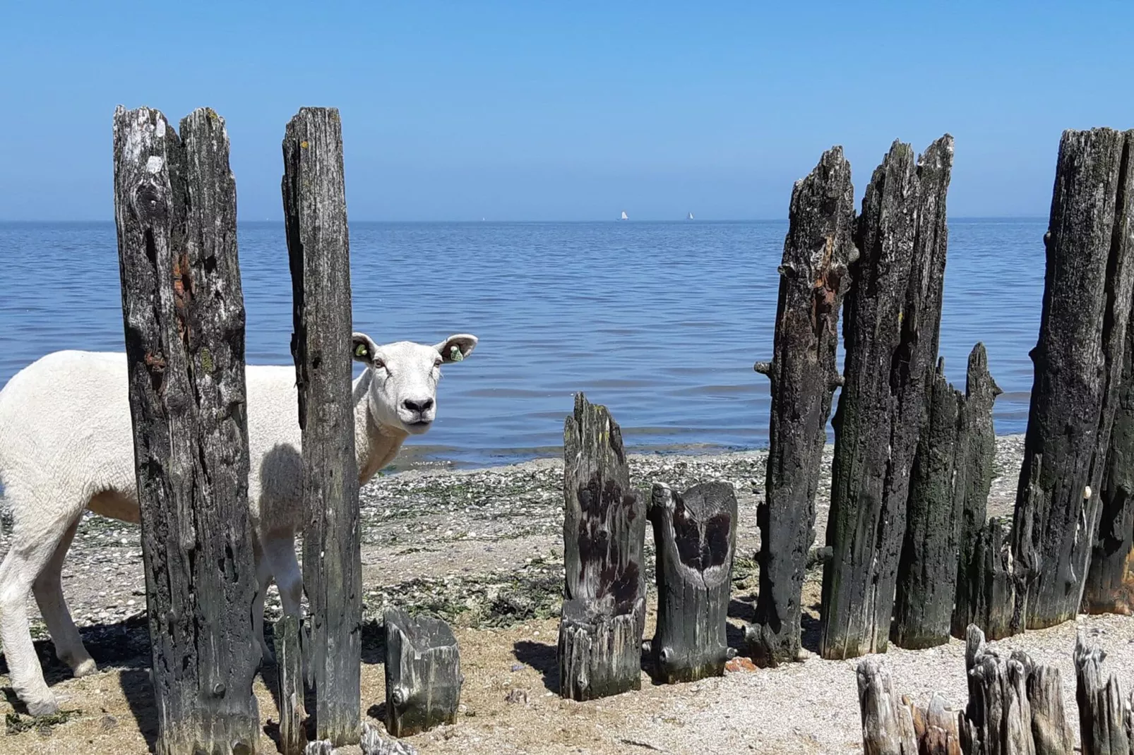 Waddenhuisjes Paesens-Zones d'été à 1 km