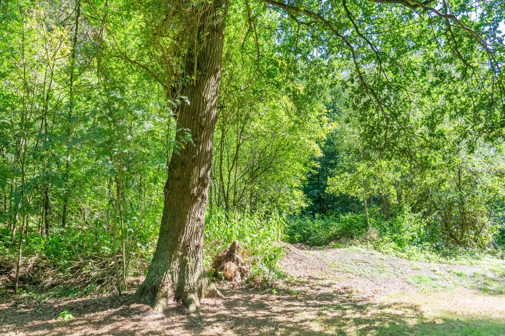 Boschhuis Boucle-Areas summer 5km