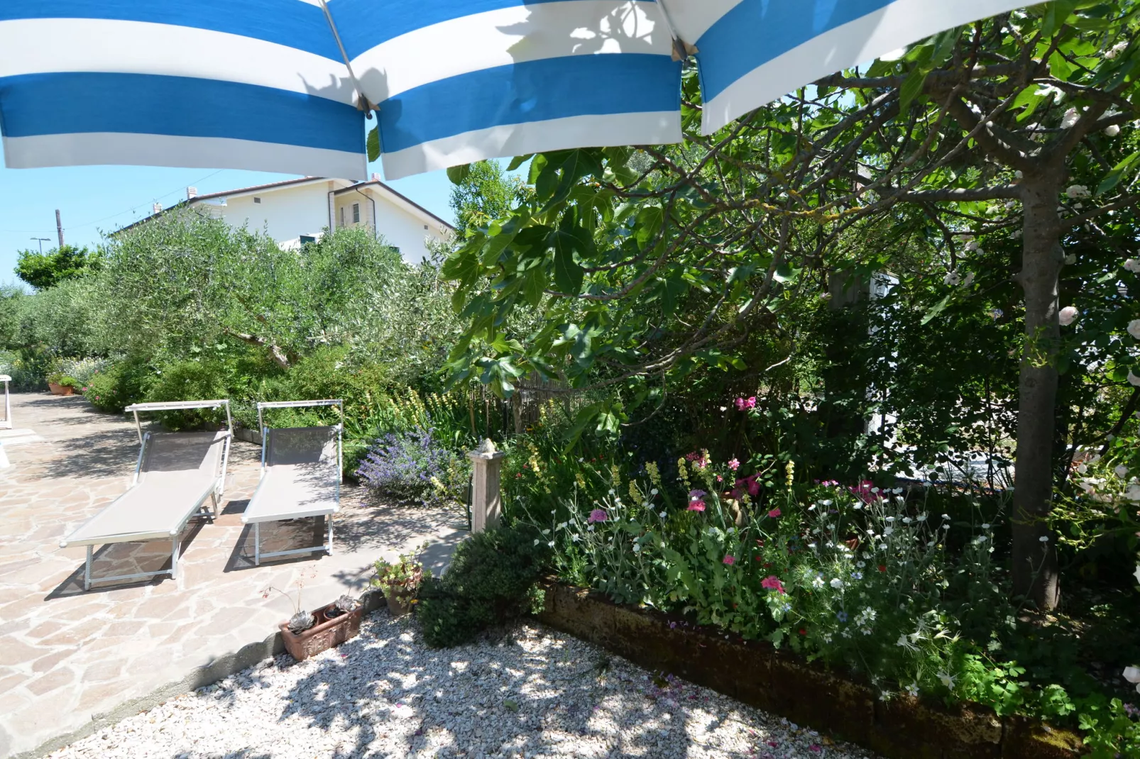 Venturi Olive-Gardens summer
