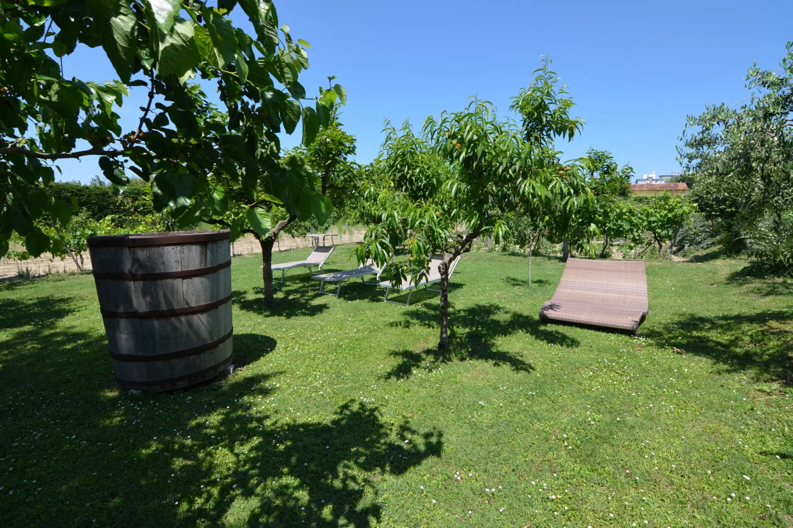 Venturi Olive-View summer