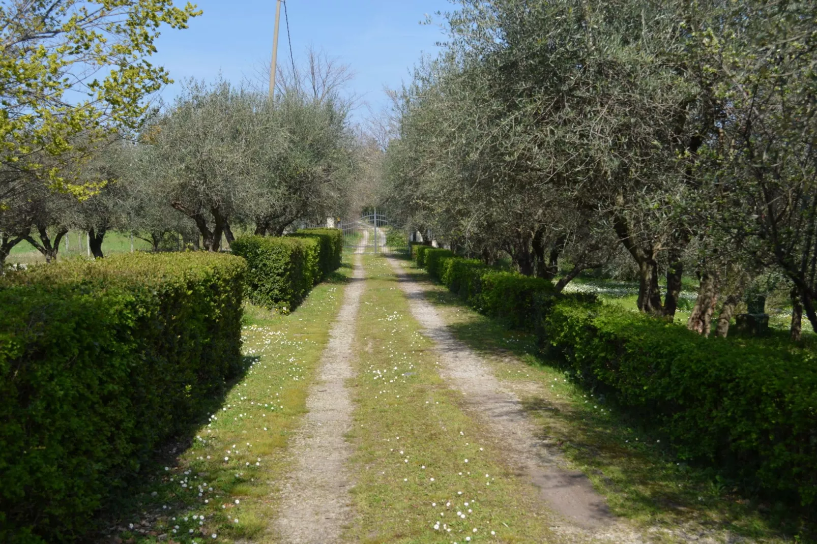Villa degli Ulivi-Gardens summer