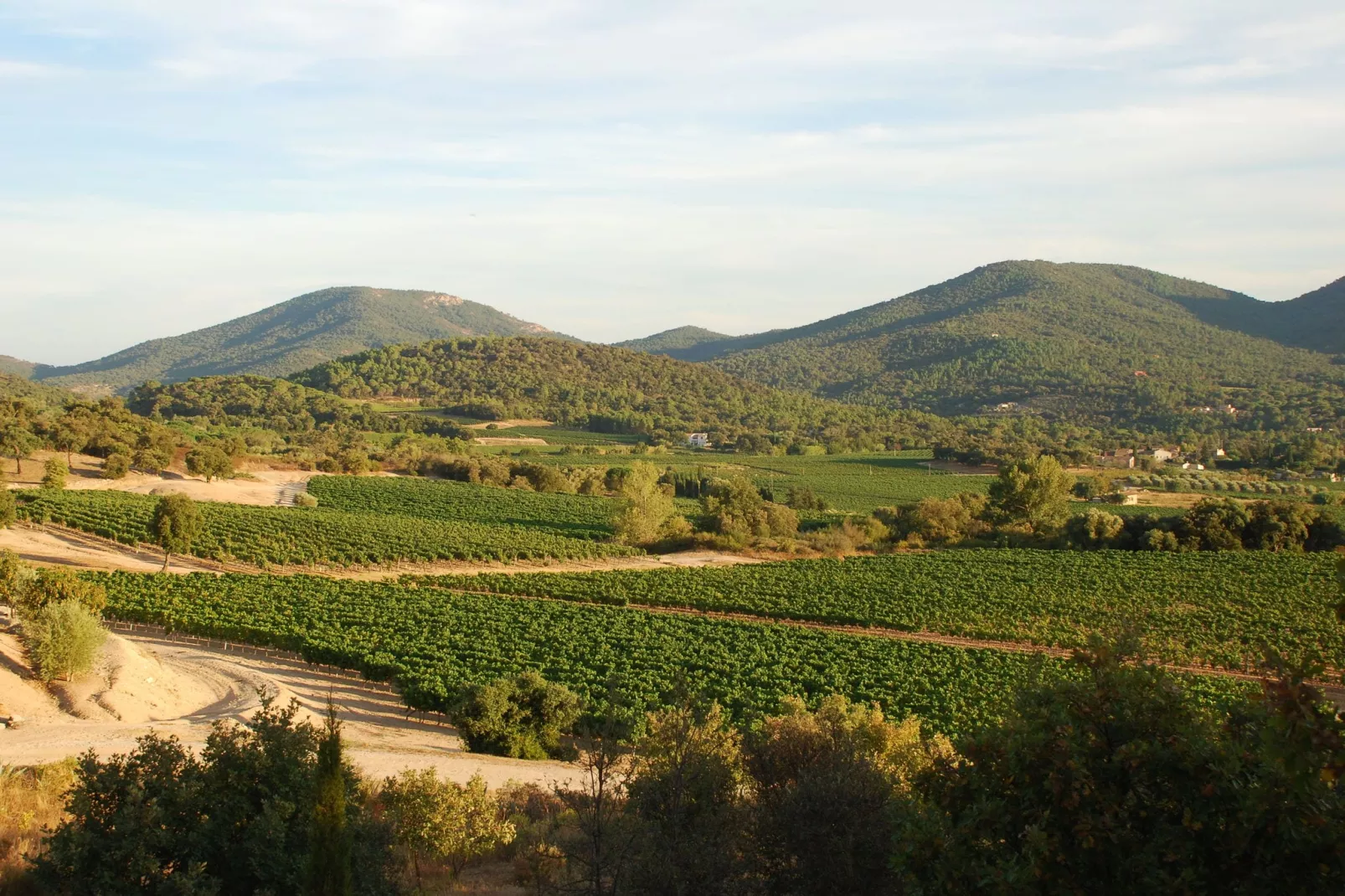 Mas des Vignes-View summer