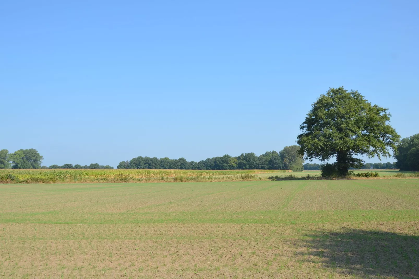 Bakhuus-View summer