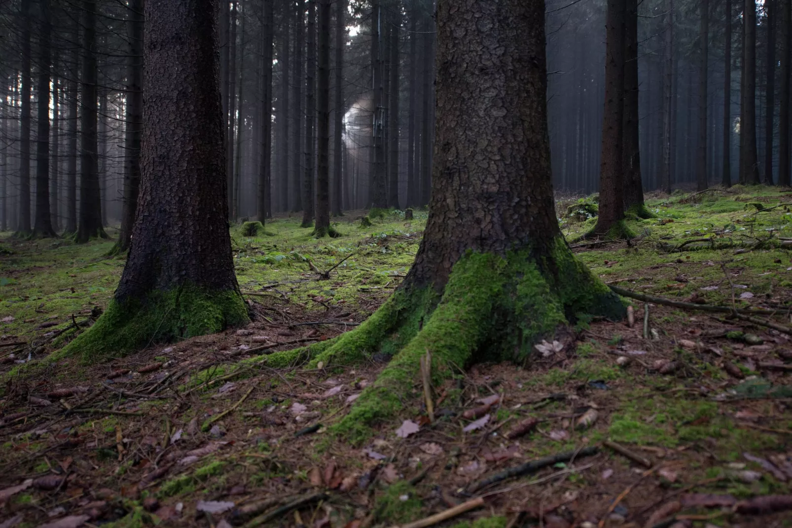 Im Erzgebirge-Areas within 5km in summer