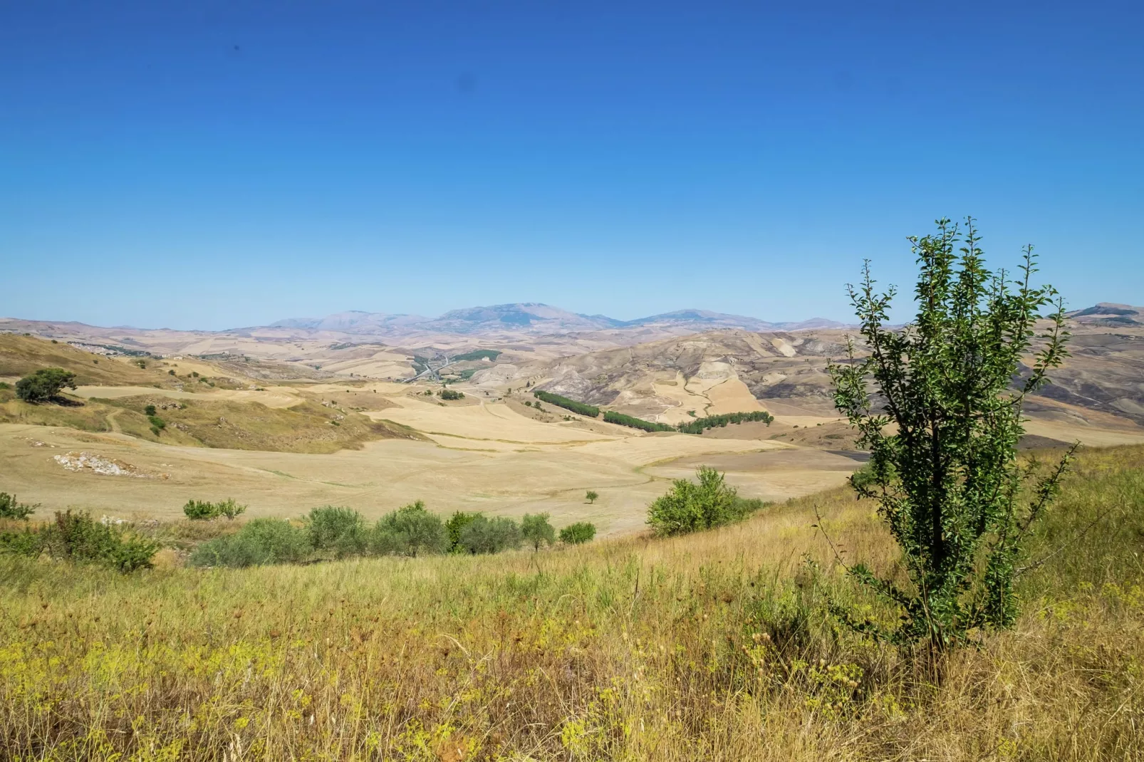 Echifaldo-Areas summer 1km