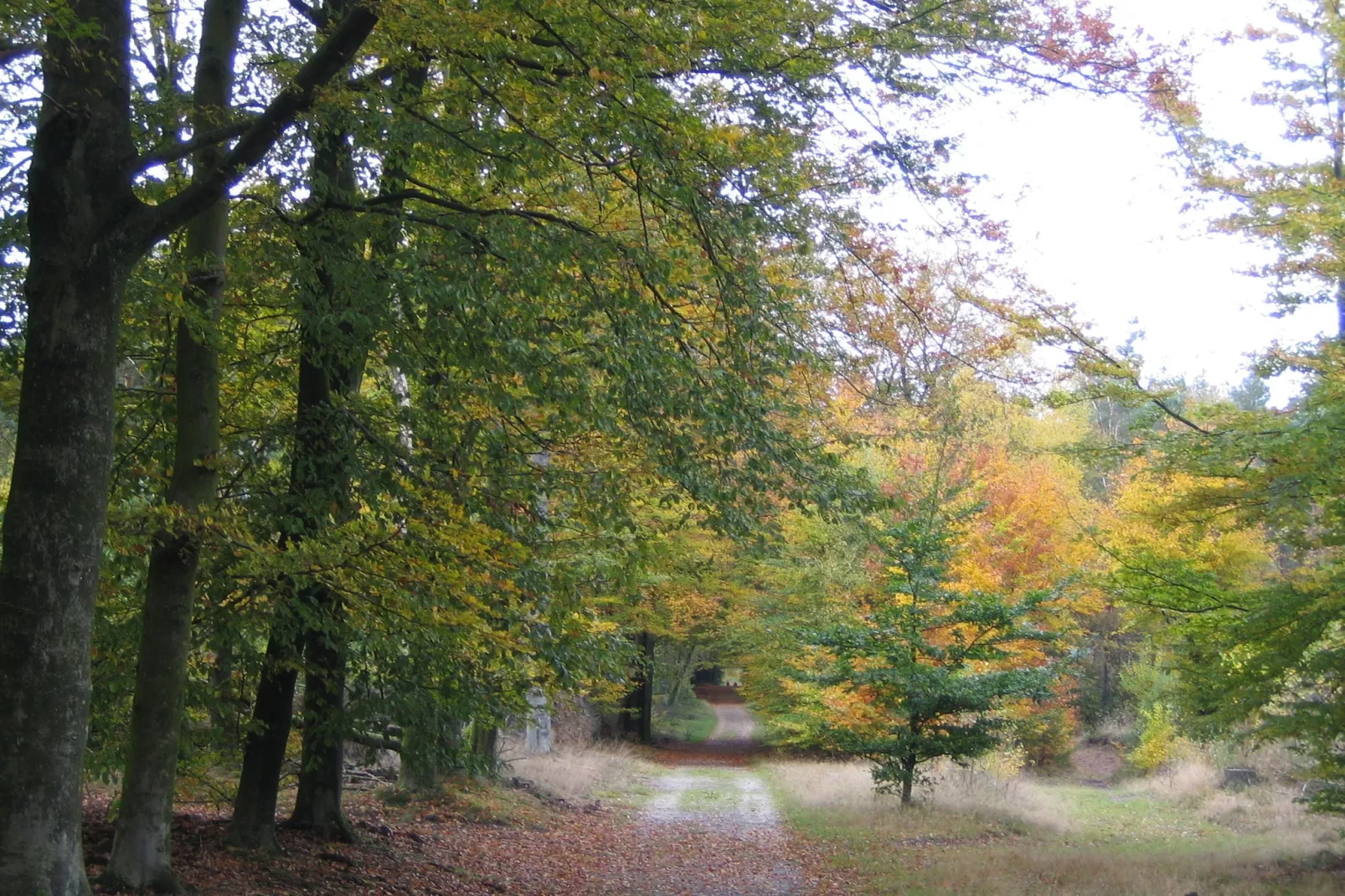 Bungalowpark Hoenderloo 3-Areas summer 1km