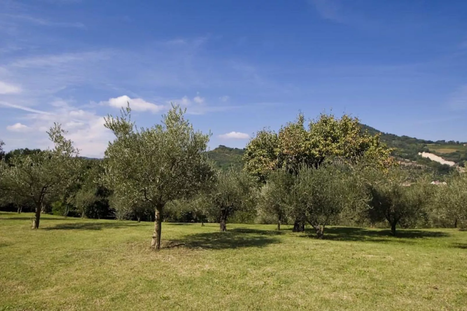 Ovello-Gardens summer