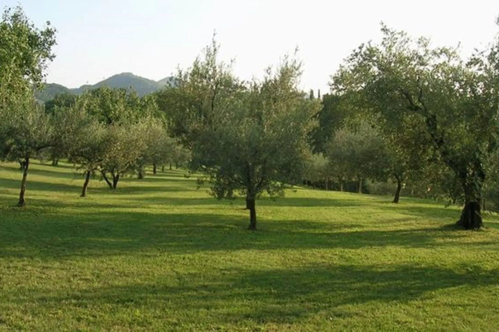 Ovello-Gardens summer