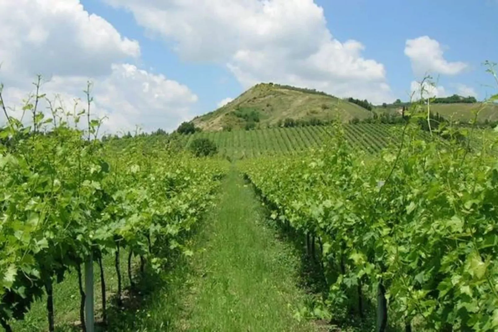 Ovello-View summer
