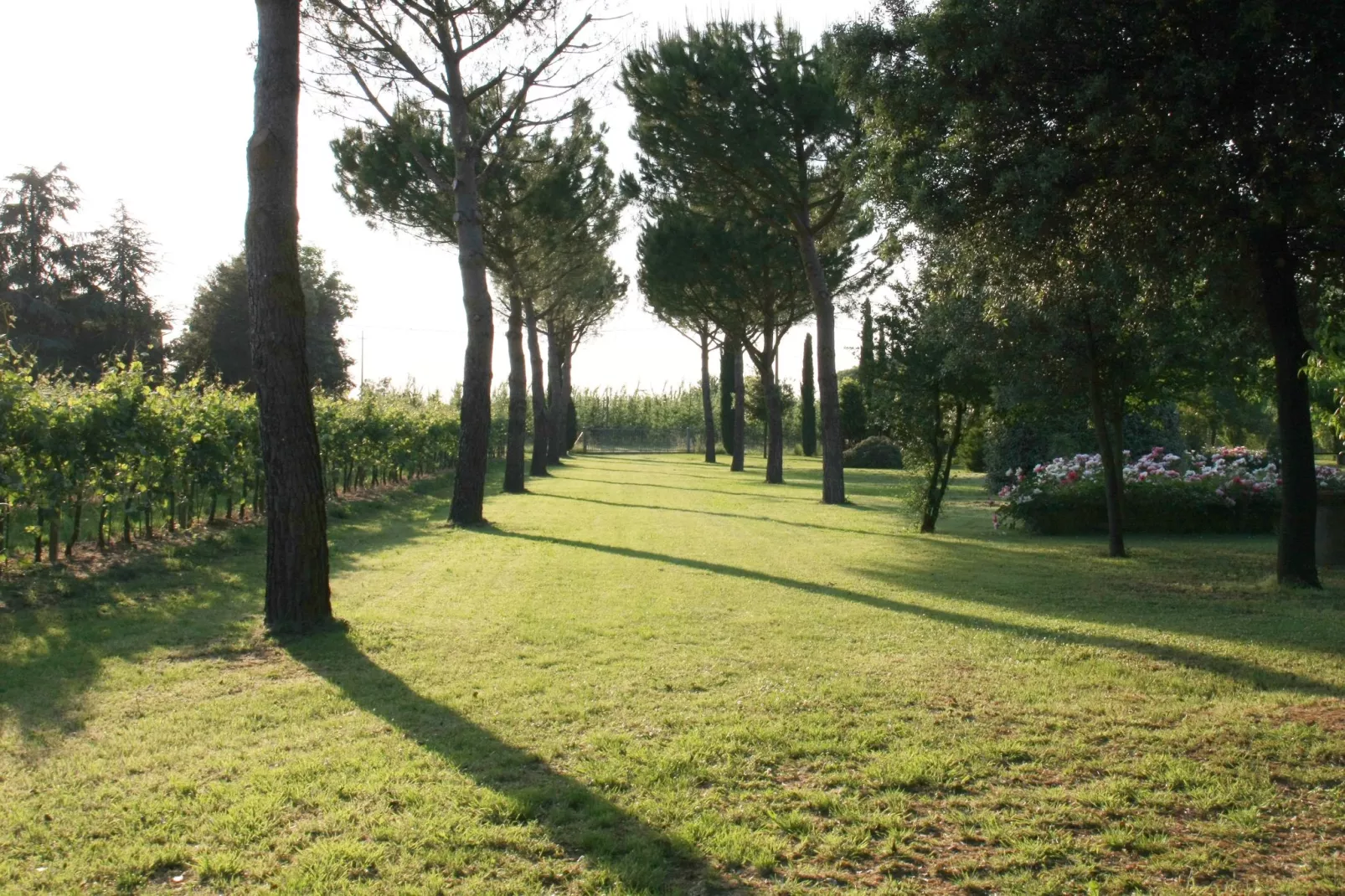 Villa La Commenda Sei-Areas summer 1km
