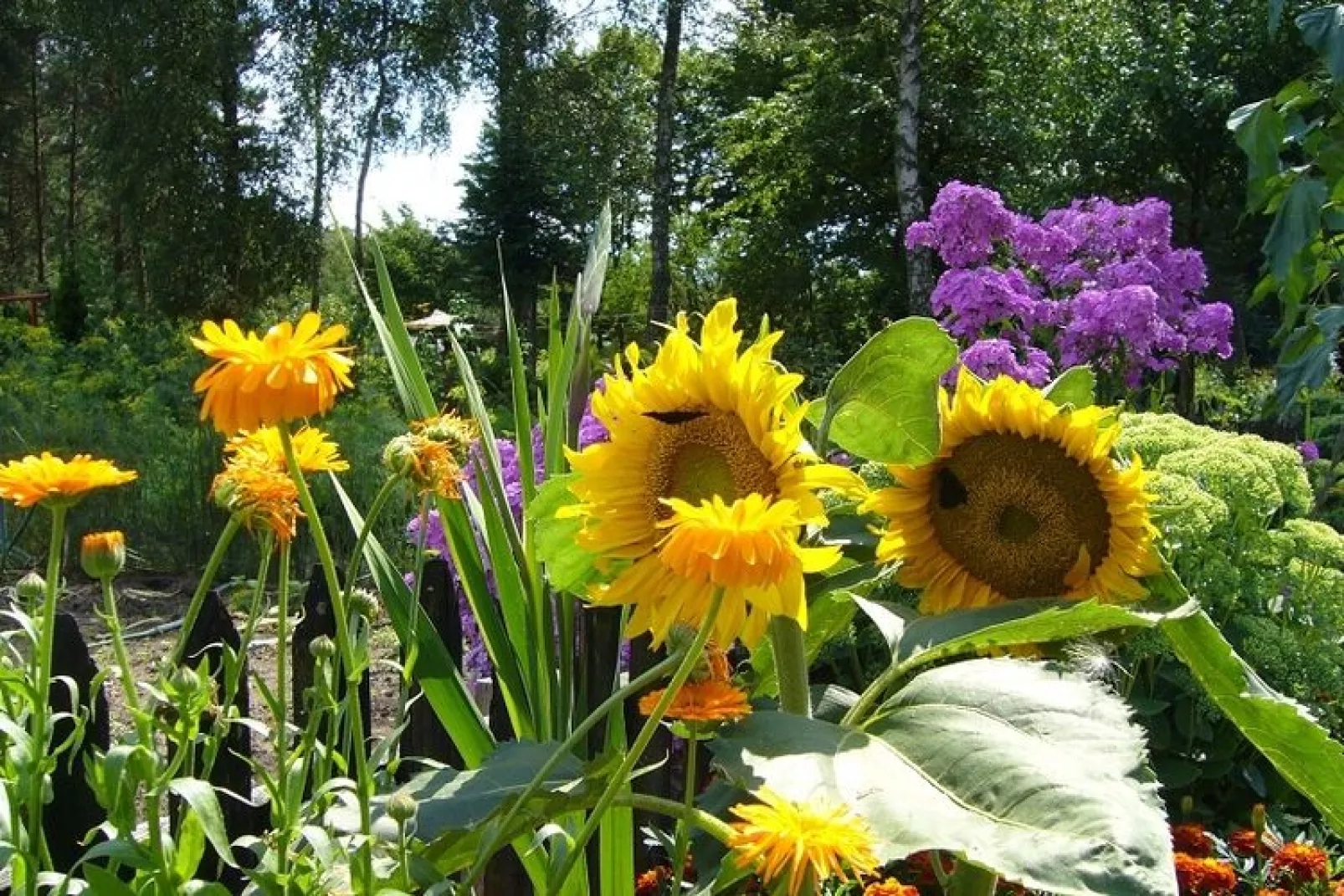 Willa wakacyjna dla 9 osób 182 m2 Knieja koło Polanowa-Jardin d'été