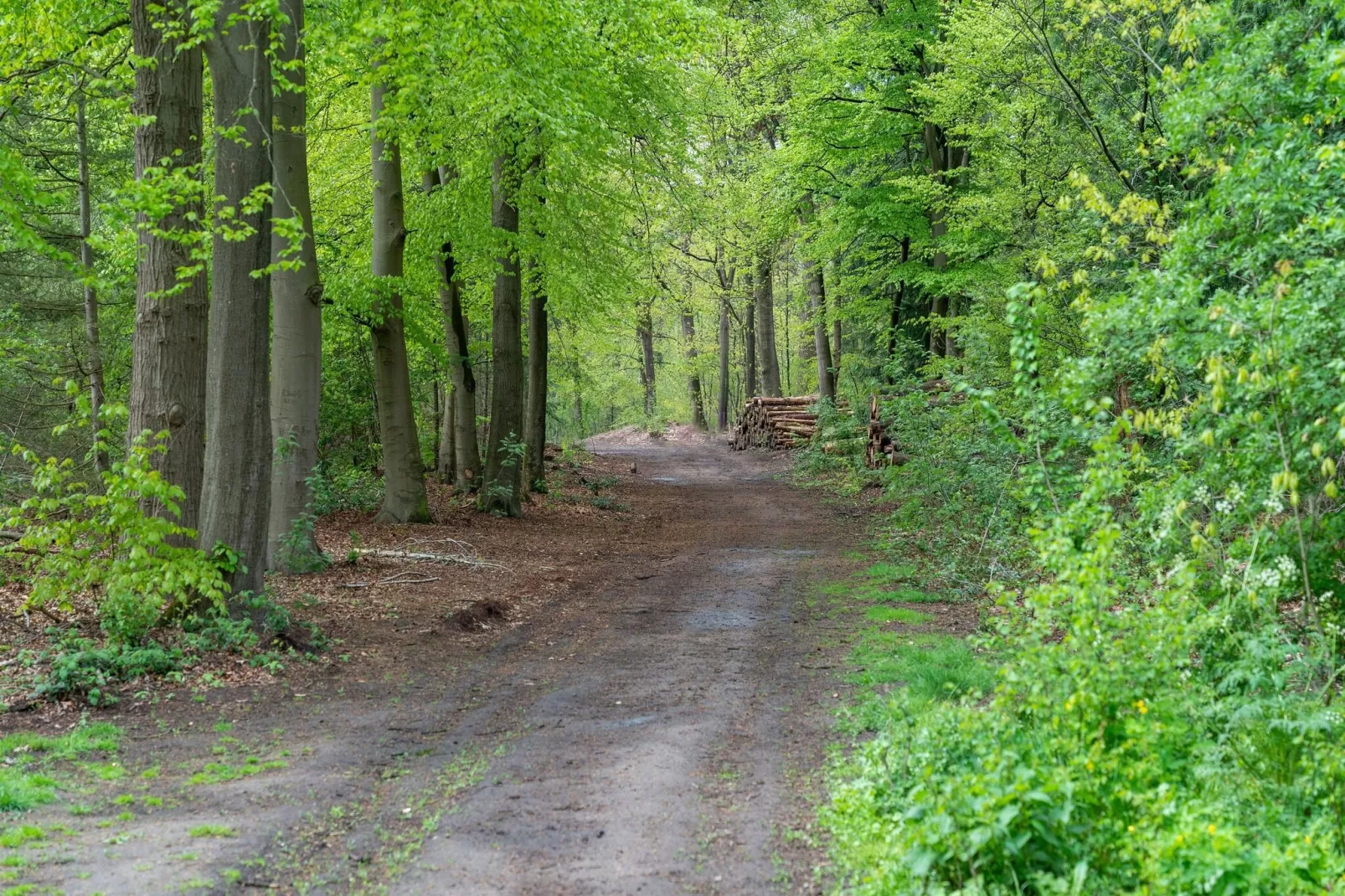 Chalet Kieftveen Voorthuizen 6 pax-Areas summer 5km
