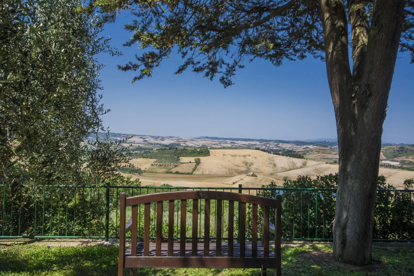 PiniOlmo-View summer
