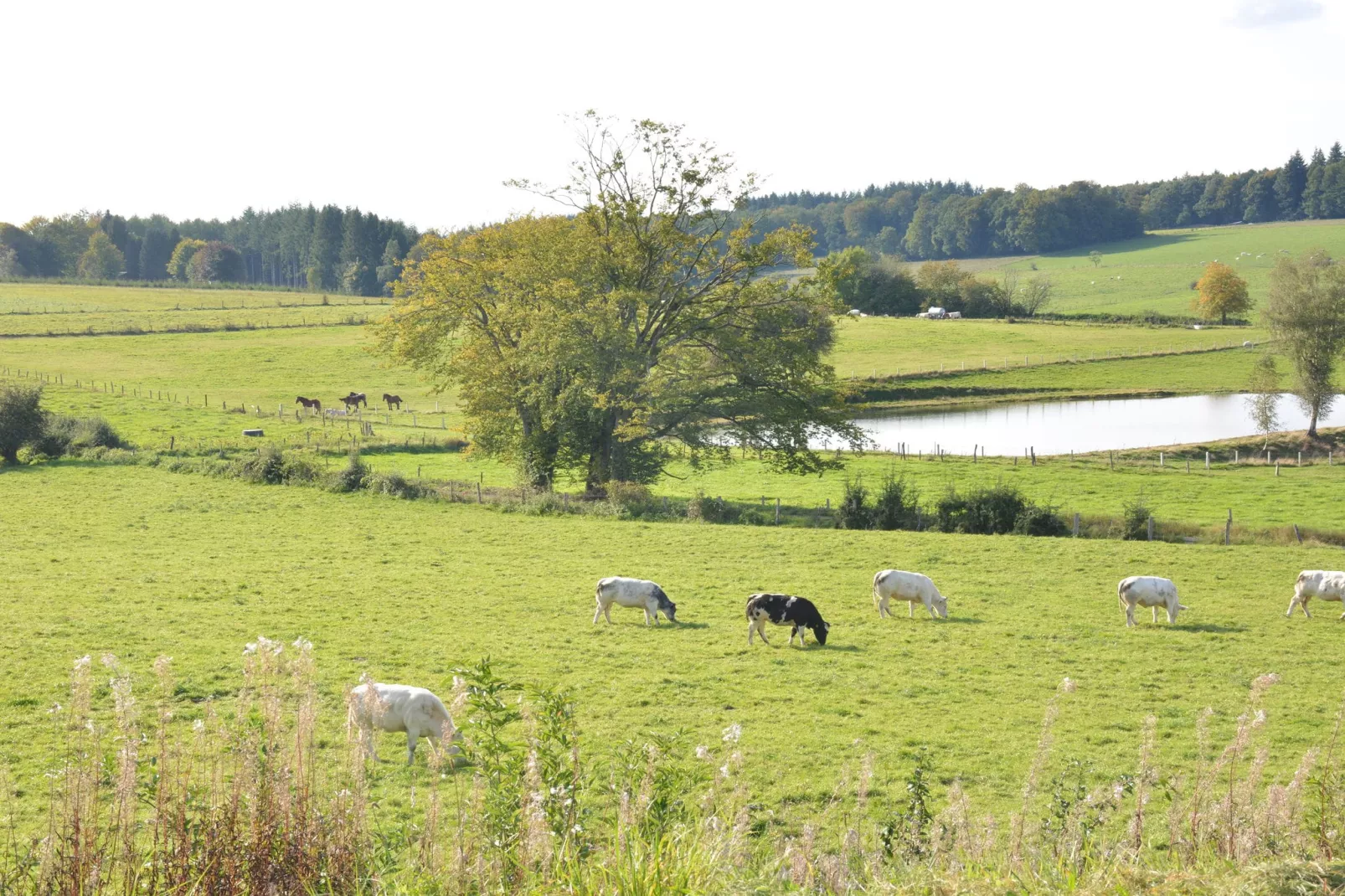 Likthuus 15-Gebiete Sommer 1 km