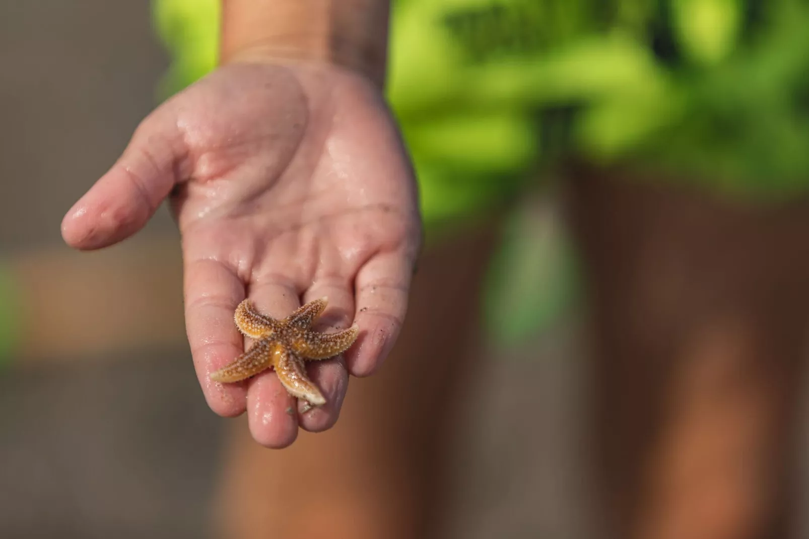 Noordzee Résidence De Banjaard 1-Zones d'été à 1 km